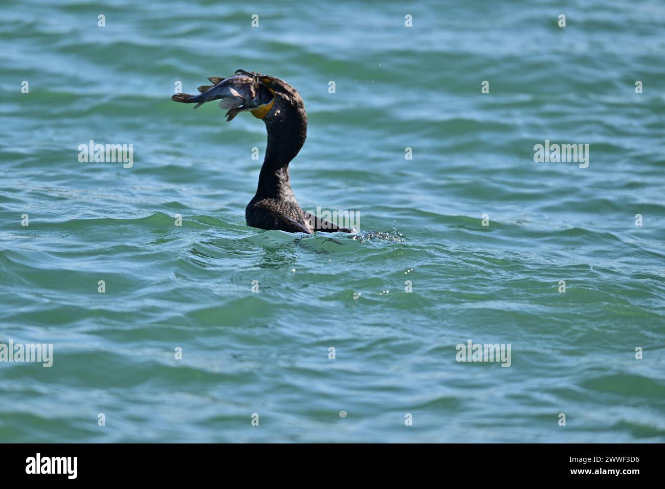 Doublecrested Cormorant devouring a Huge Fish Moss Landing, CA Stock
