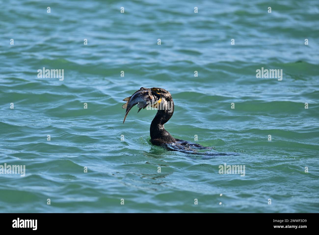 Double-crested Cormorant devouring a Huge Fish - Moss Landing, CA Stock Photo