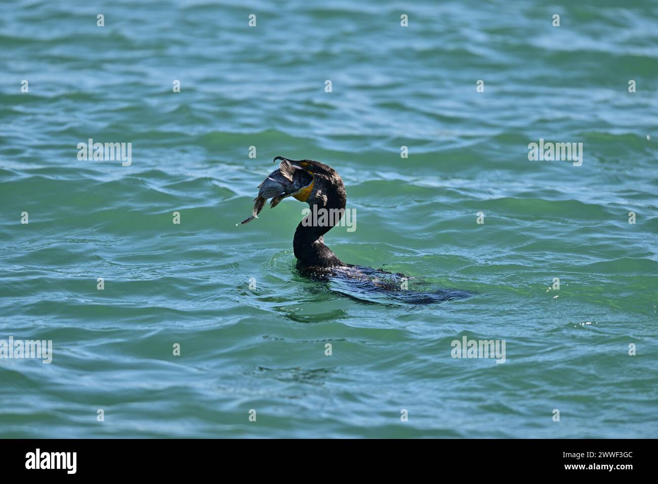 Doublecrested Cormorant devouring a Huge Fish Moss Landing, CA Stock