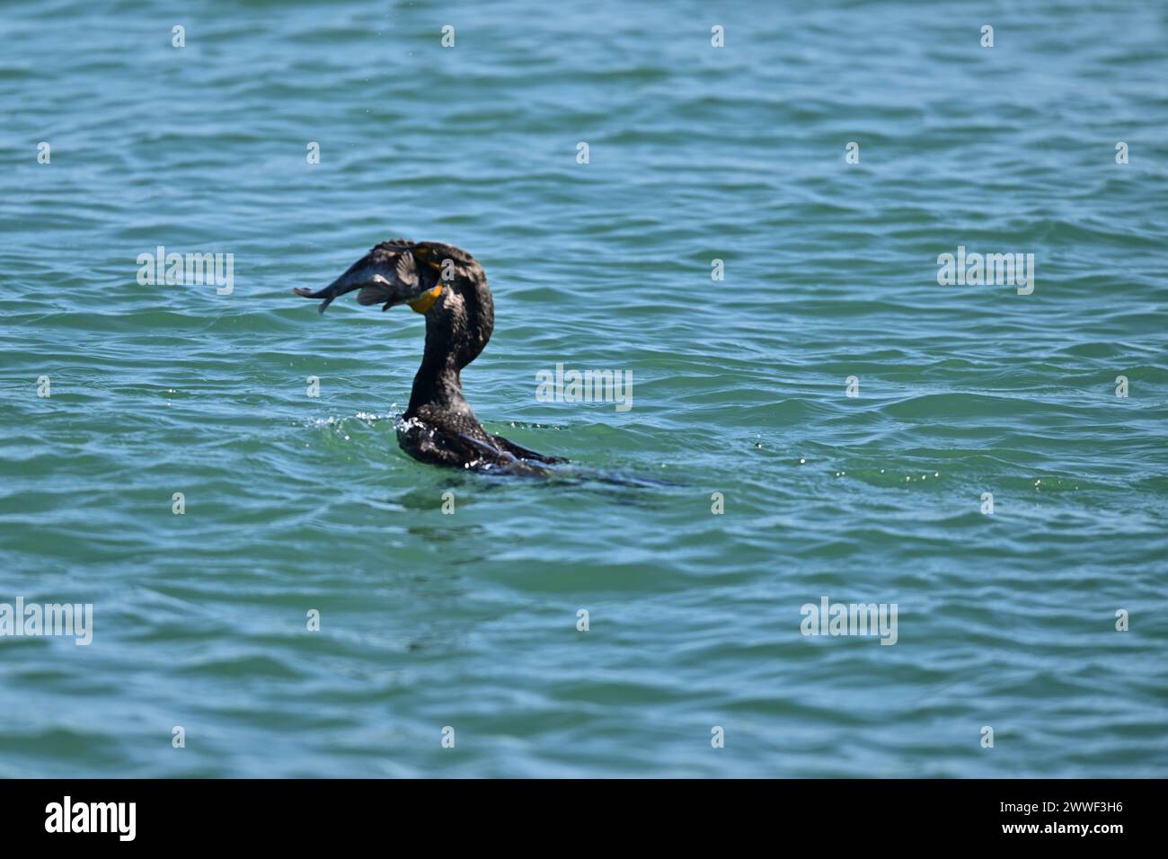 Doublecrested Cormorant devouring a Huge Fish Moss Landing, CA Stock