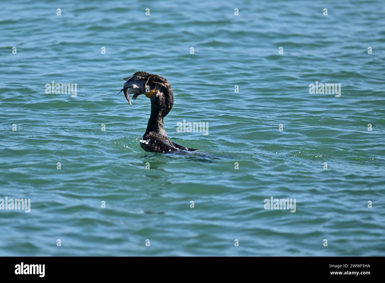 Doublecrested Cormorant devouring a Huge Fish Moss Landing, CA Stock