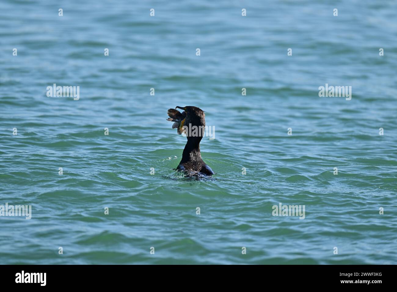 Doublecrested Cormorant devouring a Huge Fish Moss Landing, CA Stock
