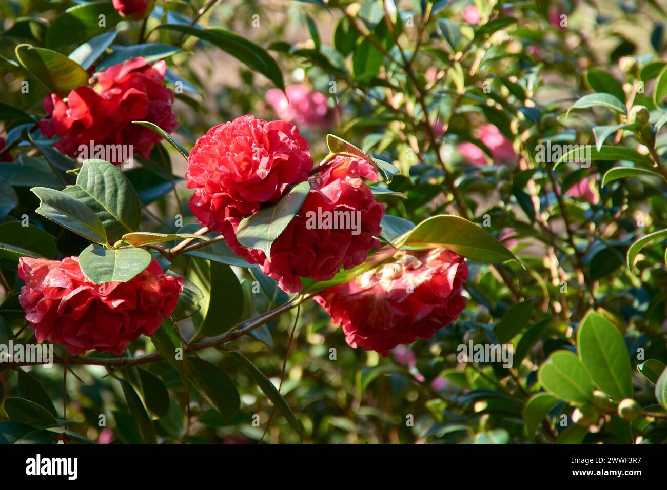 Blooming camellia bush with red flowers and thick leaves in spring in the garden of the Areeiro Phytopathological Station in Pontevedra, Spain Stock Photo