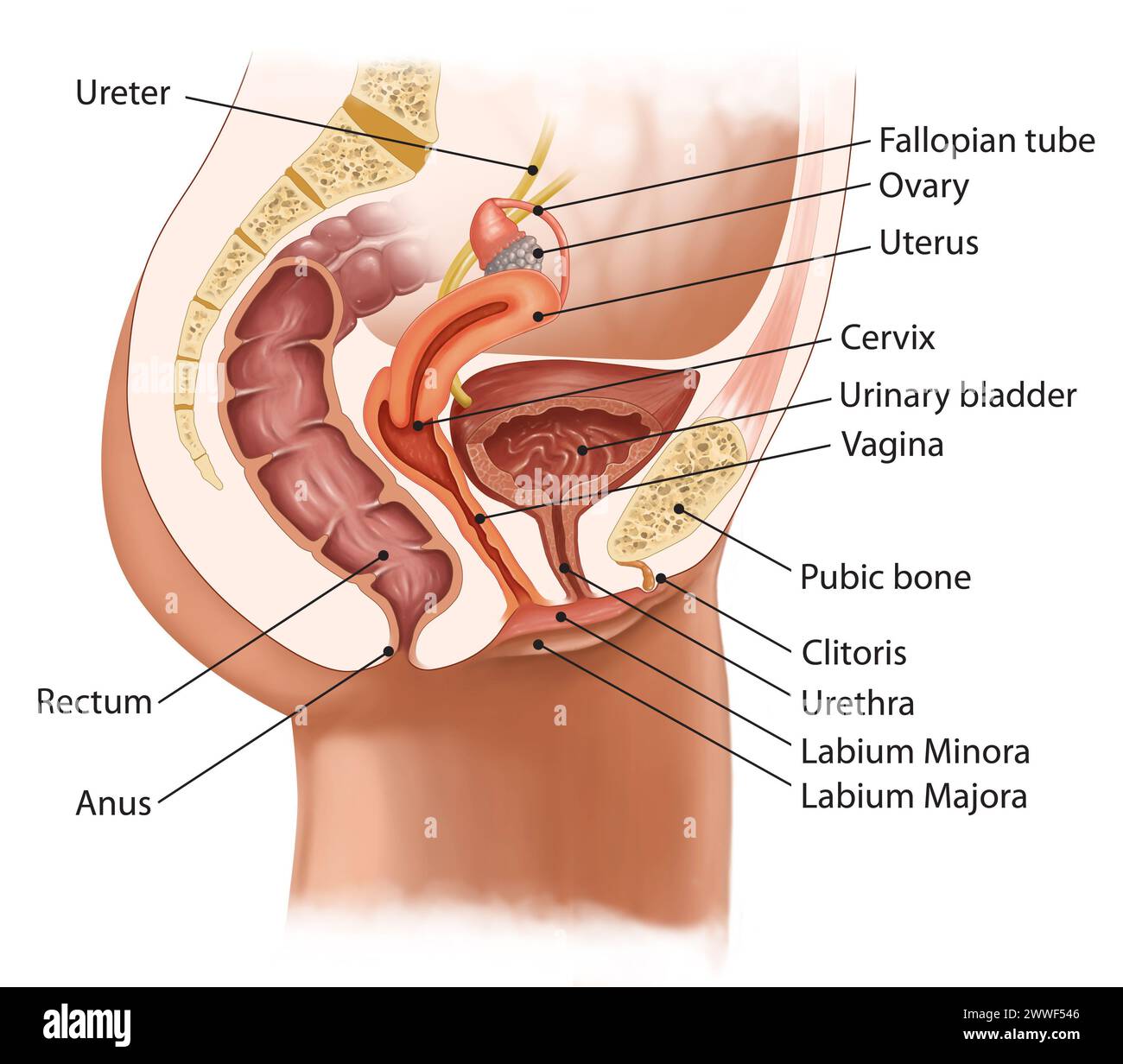 Female Urogenital System Anatomy Illustration with Urinary and Reproductive Organs Stock Photo