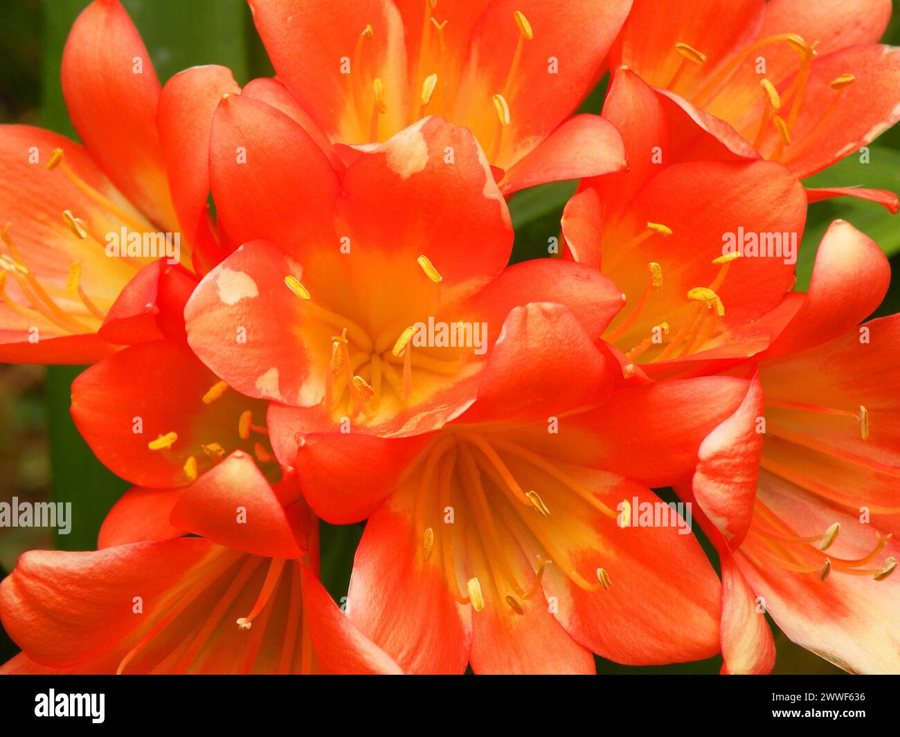 Clivia miniata, gives orange flowers, with a weak and sweet fragrance Stock Photo