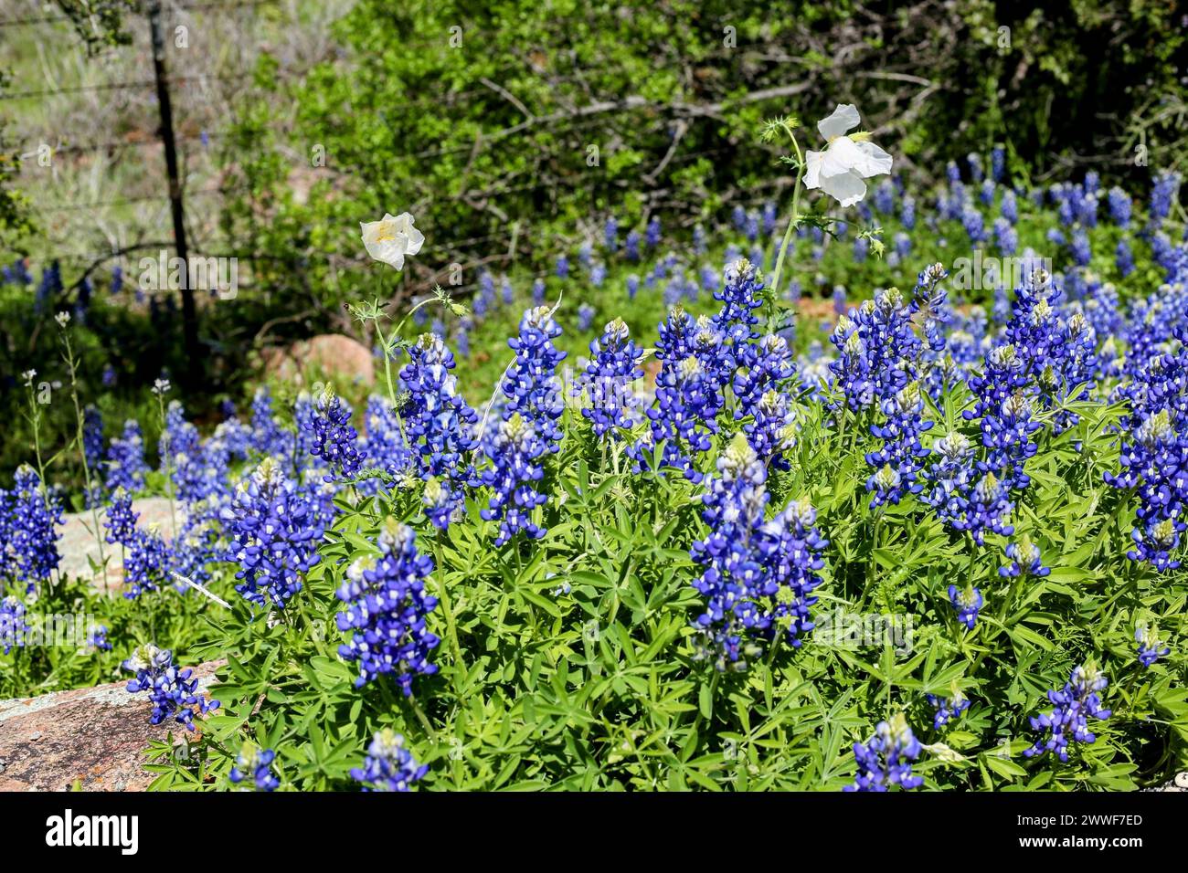 along the Willow City Loop in the Texas Hill country Stock