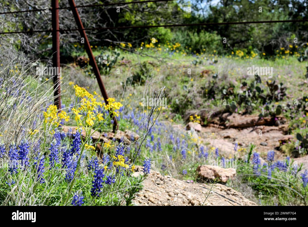 Bluebonnets along the Willow City Loop in the Texas Hill country Stock Photo