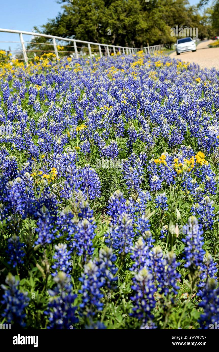 along the Willow City Loop in the Texas Hill country Stock