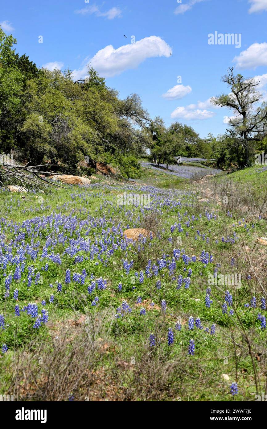 along the Willow City Loop in the Texas Hill country Stock