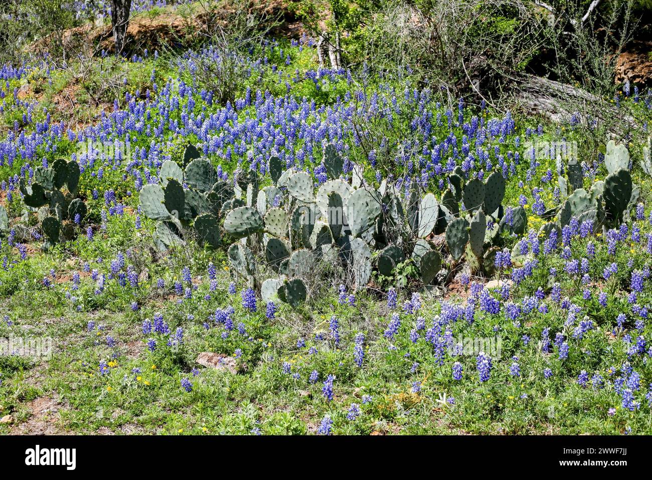 Bluebonnets along the Willow City Loop in the Texas Hill country Stock ...