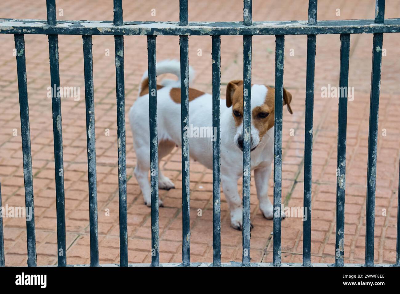 Hundegebell hires stock photography and images Alamy
