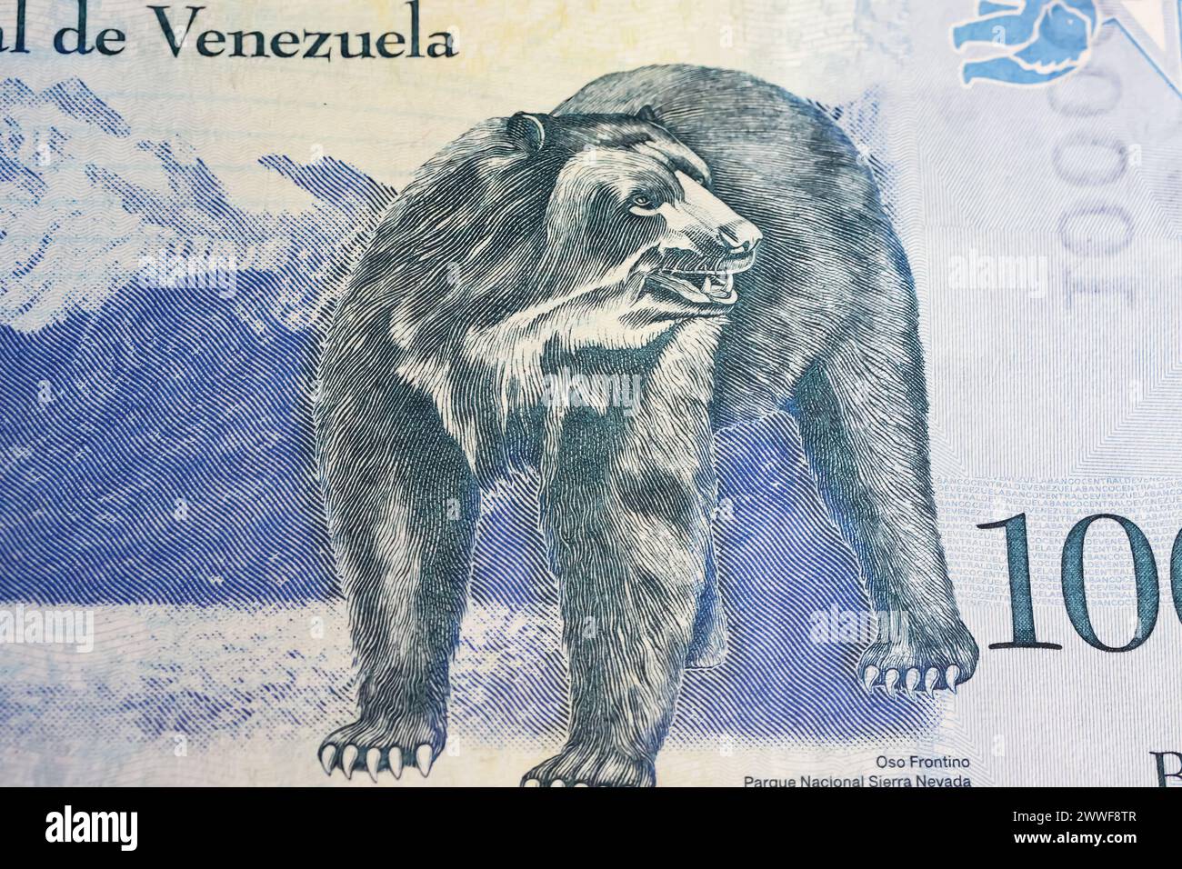 Portrait of south american andean Spectacled bear (Tremarctos ornatos) on Venezuela Bolivar currency banknote (focus on center) Stock Photo
