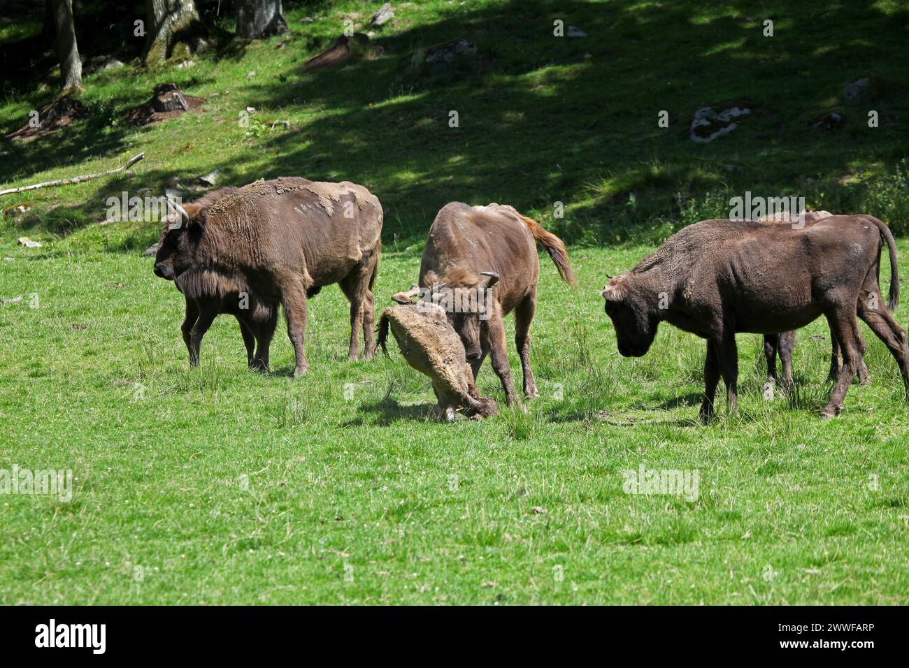 Bull Captivity European bison (Bison bonasus) bull attacking helpless calf lying on ...