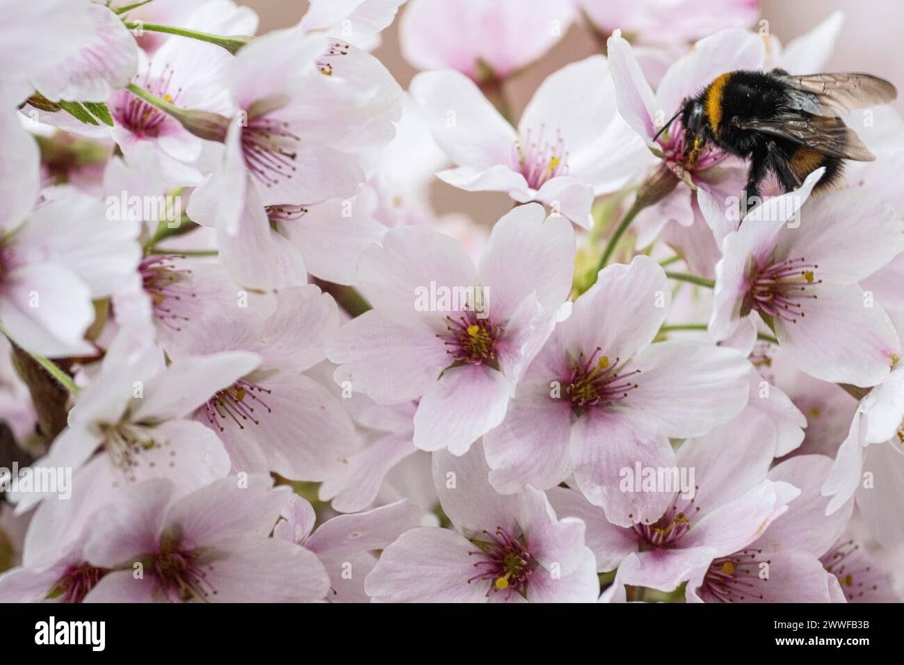 Japanese cherry (Prunus serrulata) with dark bumblebee (Bombus ...