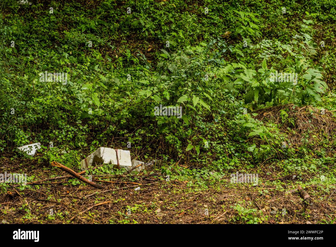 Styrofoam debris littering a green forest, a sign of environmental ...