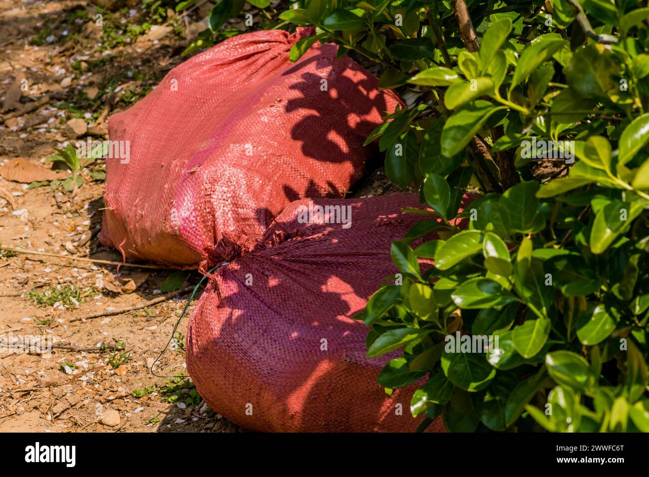 A red net bag filled with waste lying next to green shrubs, in South Korea Stock Photo