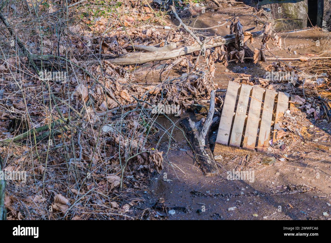 A decaying wooden pallet lies abandoned among leaves and branches, in South Korea Stock Photo