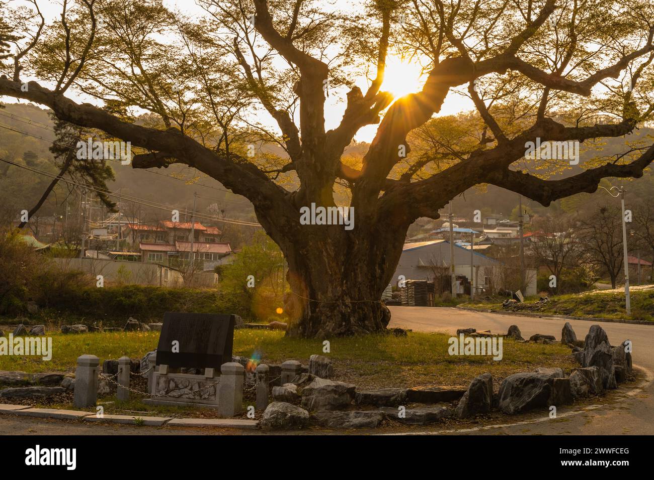 Large tree in rural farming community. Tree is 630 years old, 25 meters ...