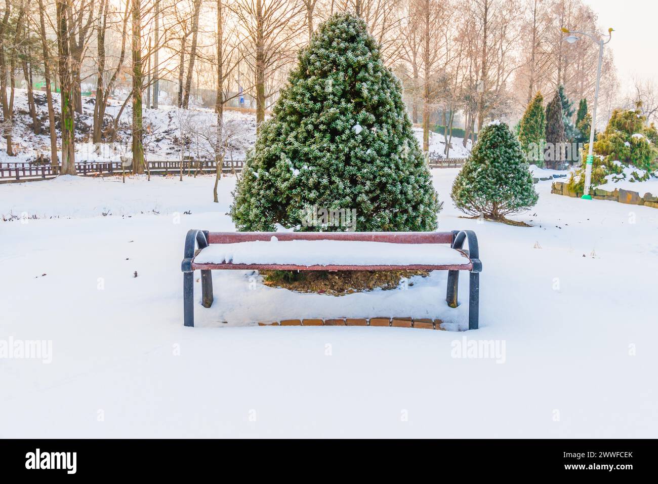 Winter landscape of wooden park bench in front of a vibrant evergreen ...