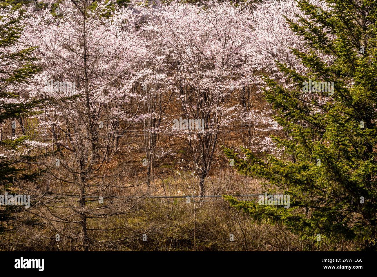 Stand of young cherry blossom trees in forest behind wire fence on sunny day in Daejeon, South Korea Stock Photo