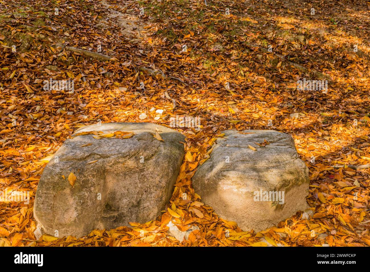 Two large rocks surrounded by orange and brown leaves on the ground, in ...