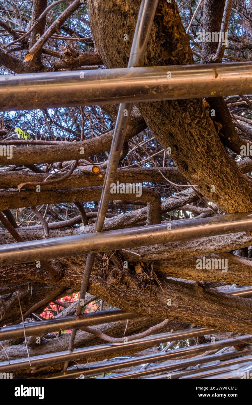 Tree branches densely interwoven with a metal pergola, in South Korea Stock Photo