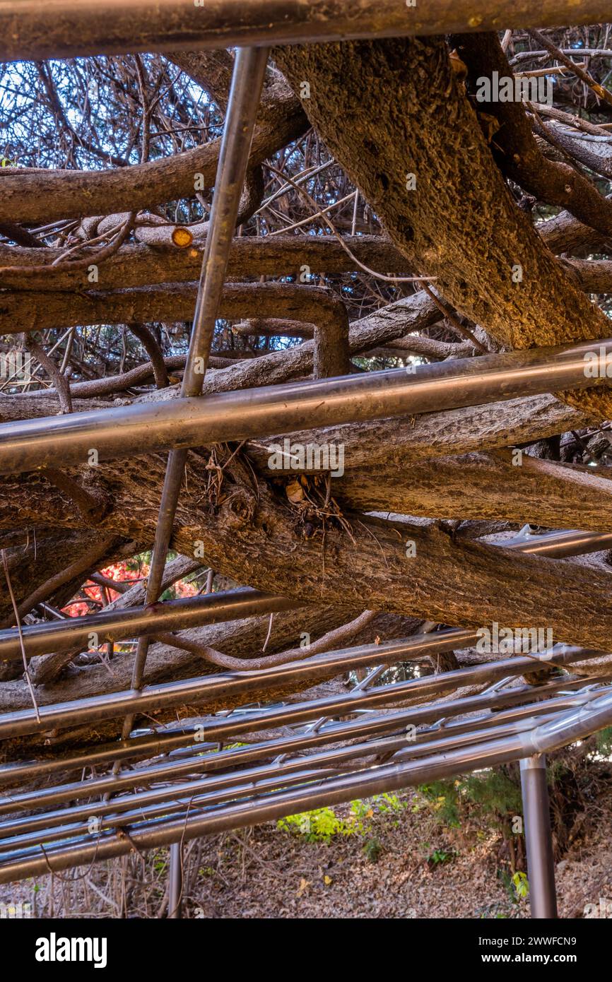 View from below of tree branches intertwining with a pergola, in South Korea Stock Photo