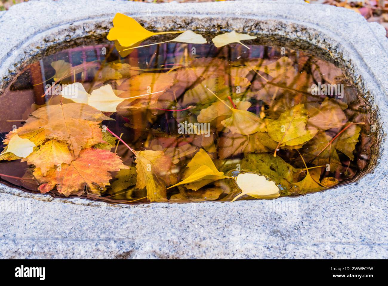 A peaceful scene of floating leaves on water with reflections, in South Korea Stock Photo