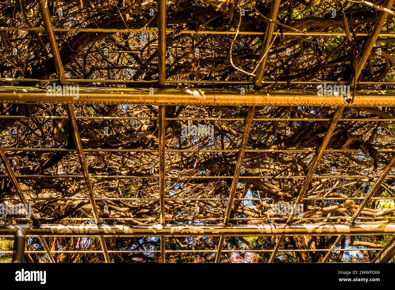 The dappled shade pattern created by branches over a pergola, in South Korea Stock Photo
