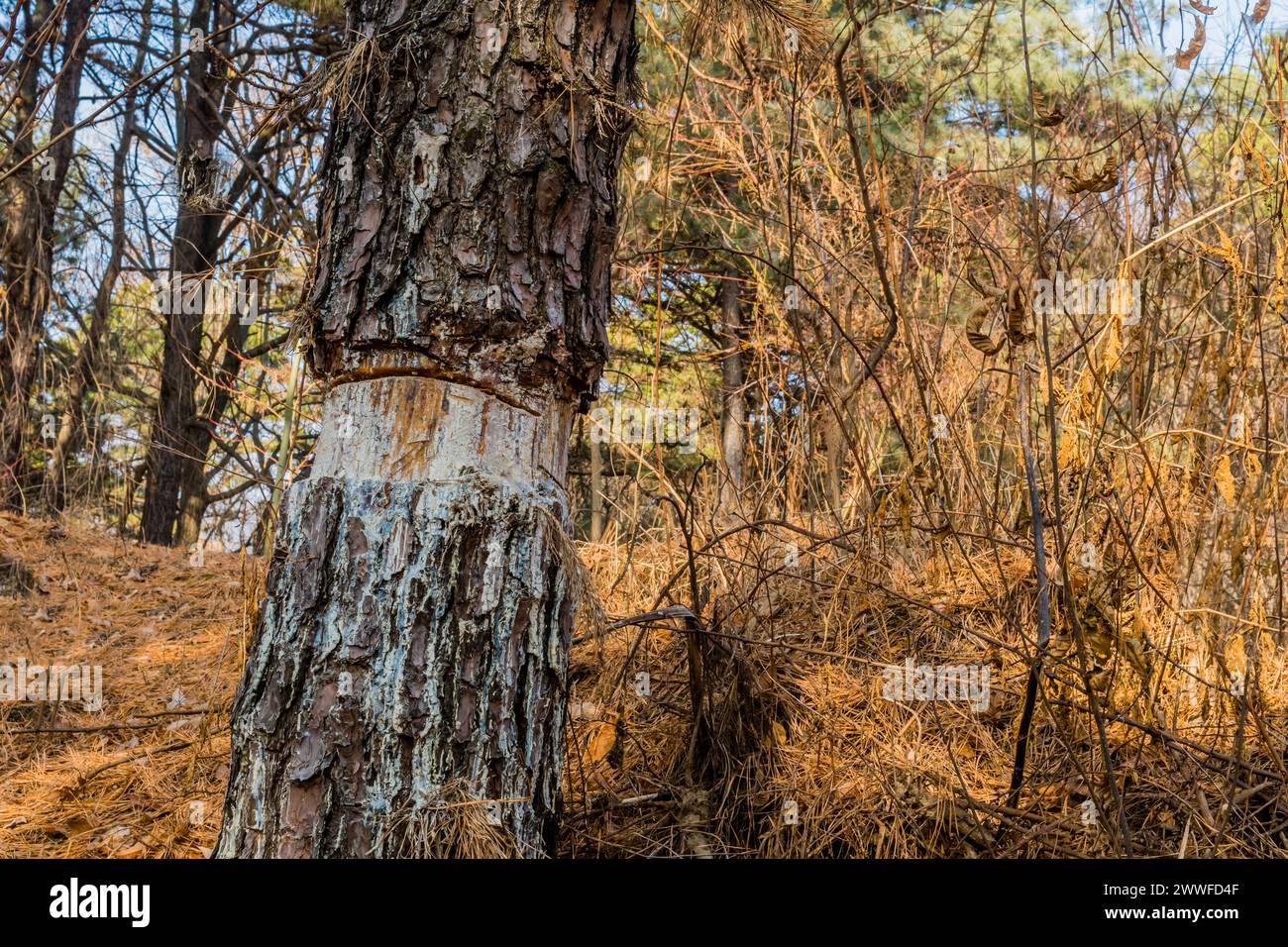 Pine tree trunk with peeling bark on a forest floor covered with pine needles, in South Korea Stock Photo