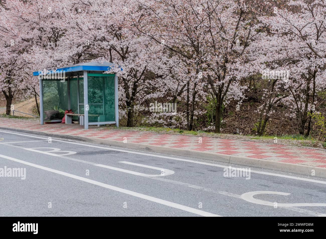 A bus stop by a road with cherry blossoms in bloom, complete with a