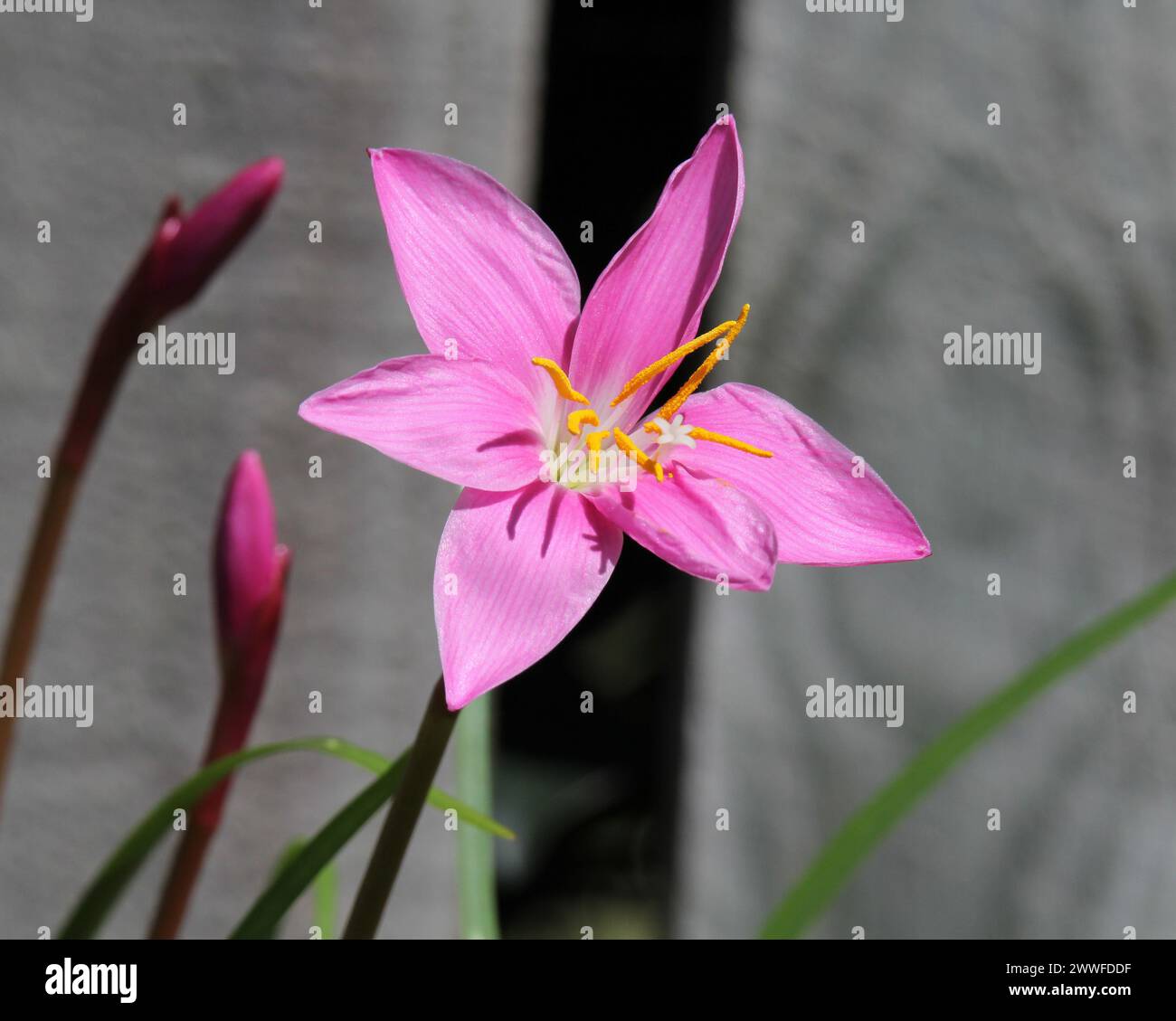 Pink flower on a rain lily (zephyranthes minuta) plant in a garden Stock Photo
