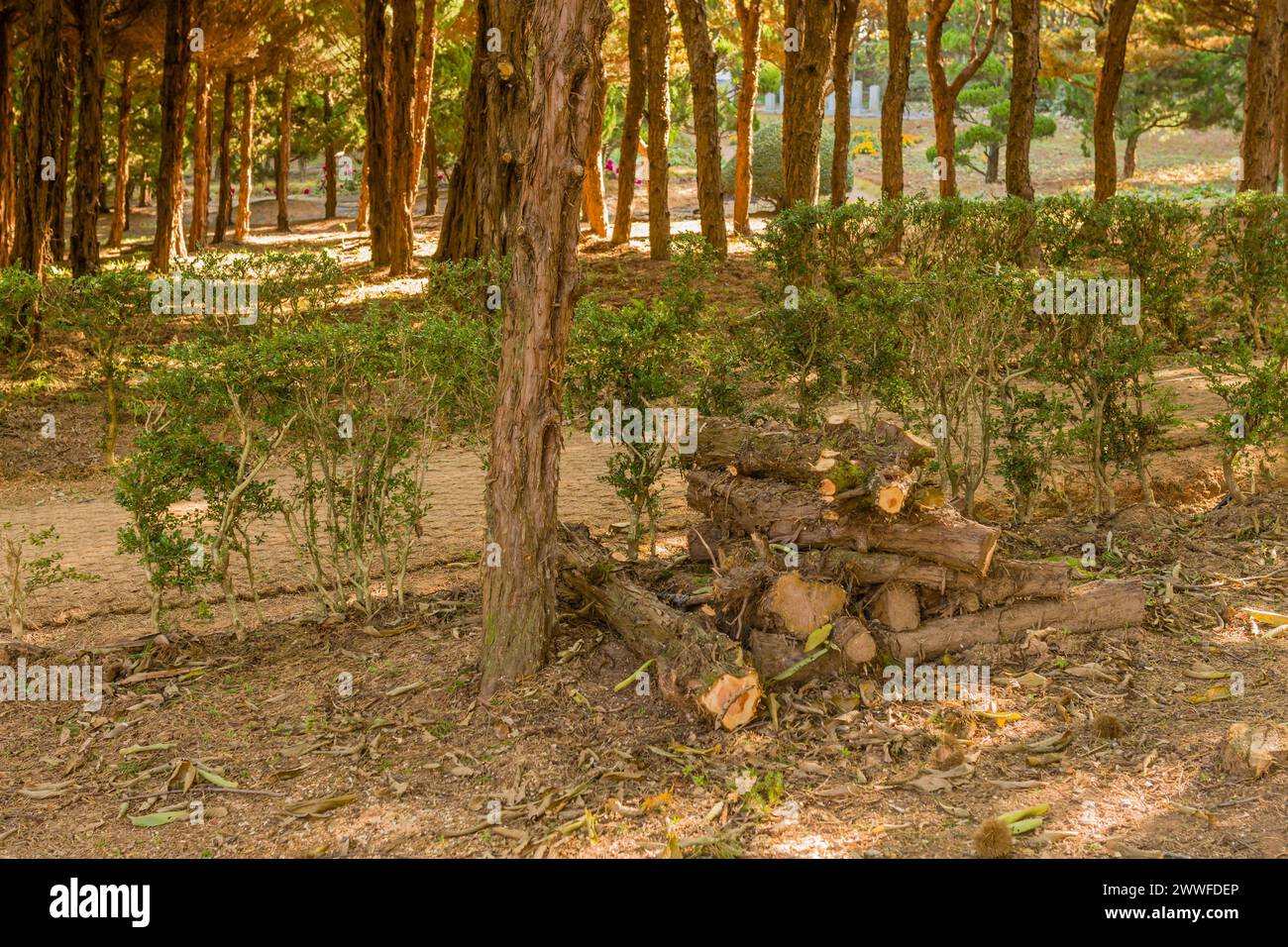 A small woodpile rests on the forest floor amidst green shrubs, in South Korea Stock Photo