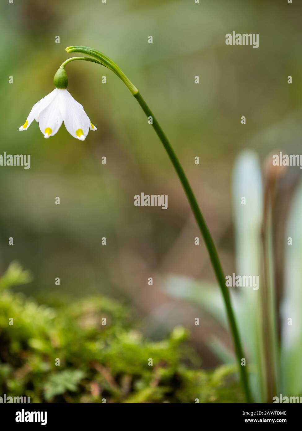 Spring snowdrop (Leucojum vernum), March snowdrop, March bell, large snowdrop. Amaryllis family (Amaryllidaceae), Jassing, Styria, Austria Stock Photo