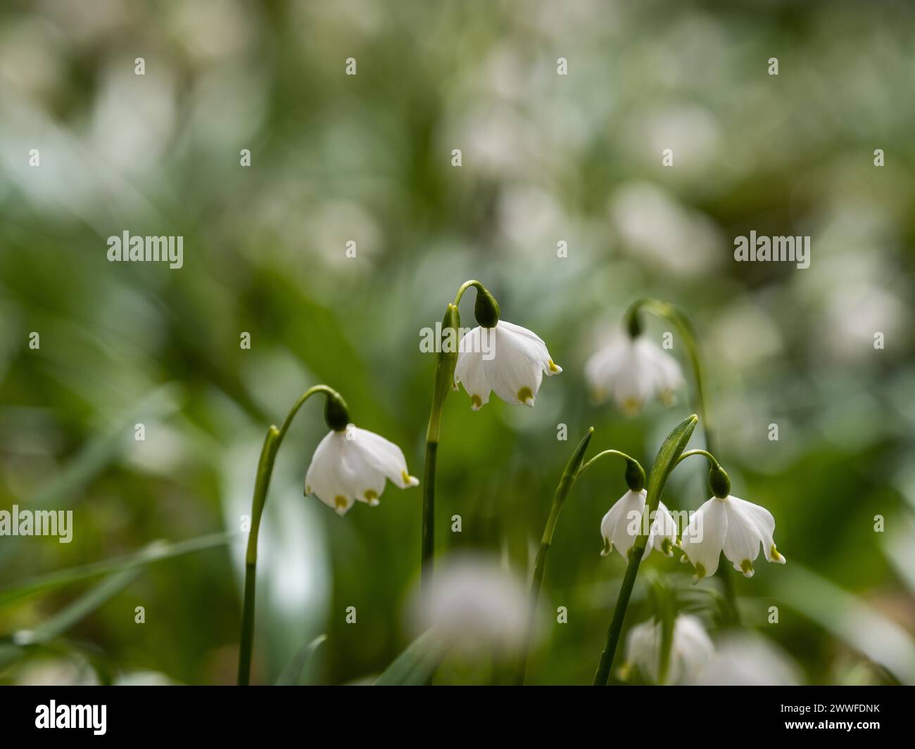 Spring snowdrop (Leucojum vernum), March snowdrop, March bell, large snowdrop. Amaryllis family (Amaryllidaceae), Jassing, Styria, Austria Stock Photo