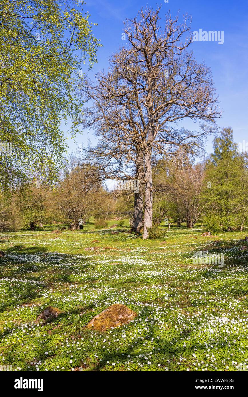 Meadow with trees and flowering wood anemone (Anemone nemorosa) a sunny spring day Stock Photo