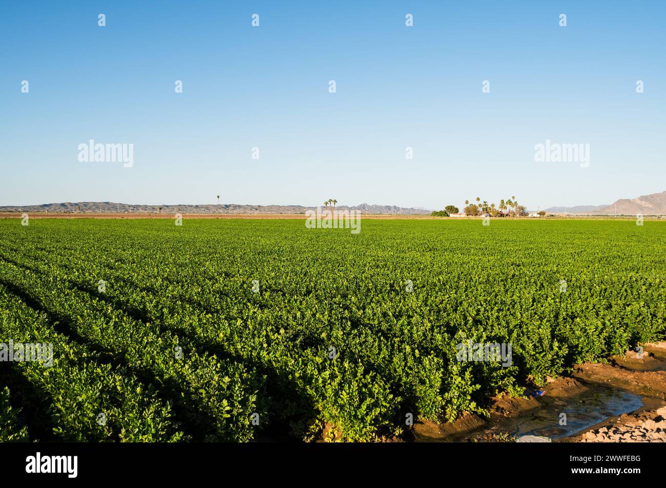 Farm fields outside of Yuma Arizona, USA. Stock Photo
