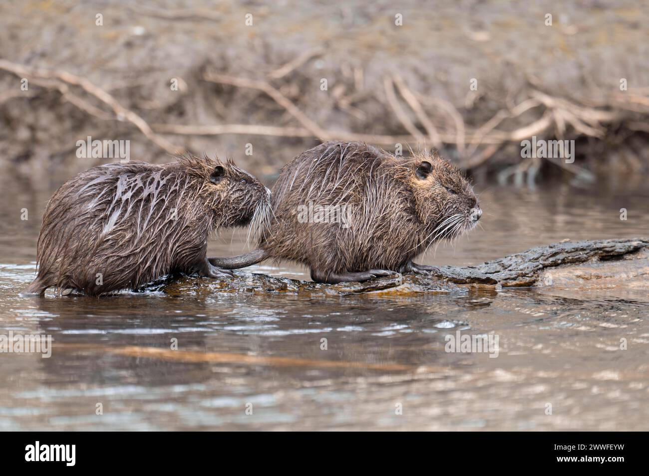 Two nutria (Myocastor coypus), wet, coming out of the water one behind the other and climbing on a branch lying in the water, profile view Stock Photo
