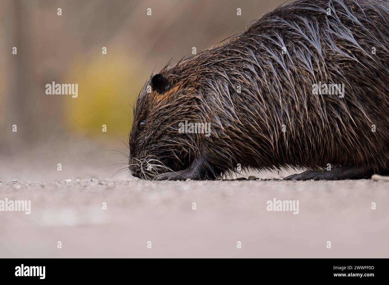 Nutria (Myocastor coypus), wet, walking across a gravelled path to the left with its nose on the ground, profile view, close-up, background blurred Stock Photo