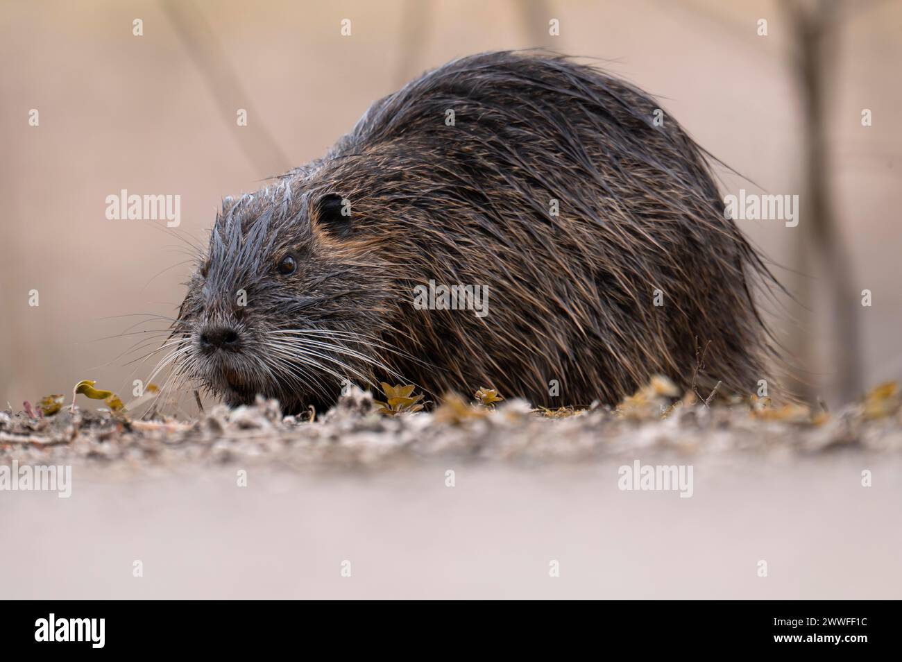 Nutria (Myocastor coypus), wet, walking over ground to the left with nose close to the ground, profile view, background blurred, Rombergpark Stock Photo