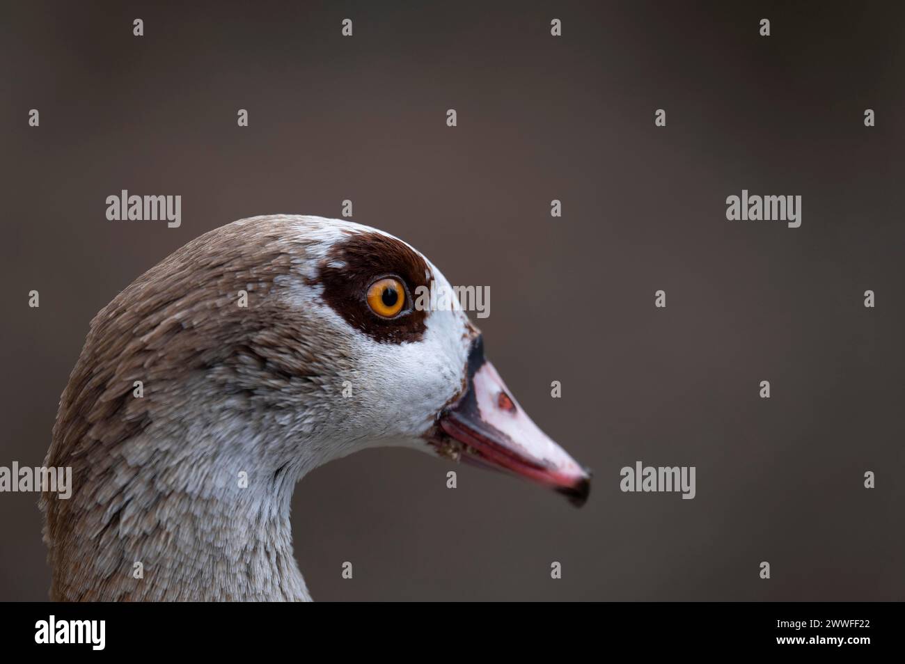 Egyptian goose (Alopochen aegyptiaca), close-up head in front of brown background, cropped, profile view, looking to the right, Rombergpark, Ruhr Stock Photo