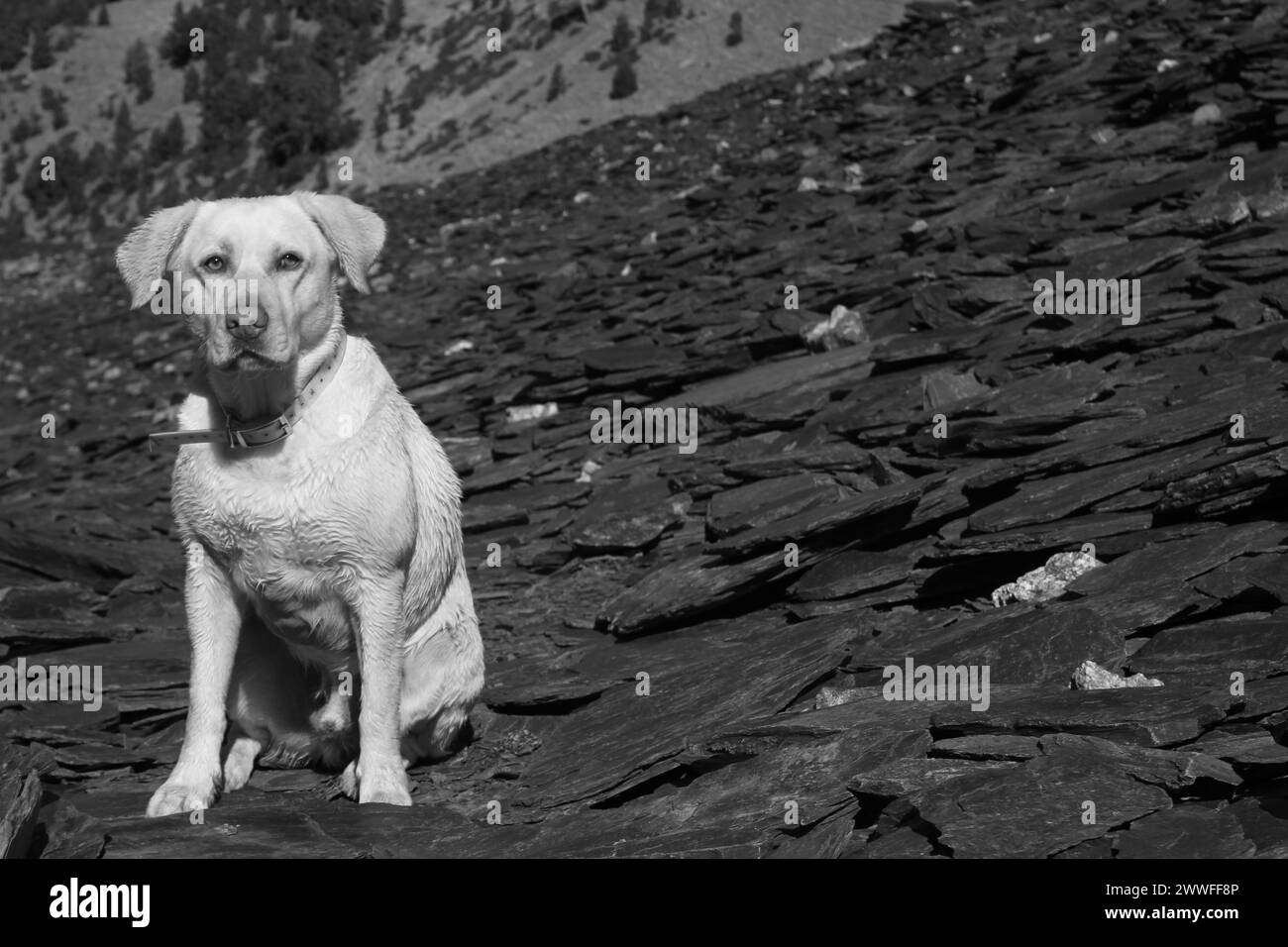 A black and white photo of a Labrador dog sitting on rocky terrain, Amazing Dogs in the Nature Stock Photo