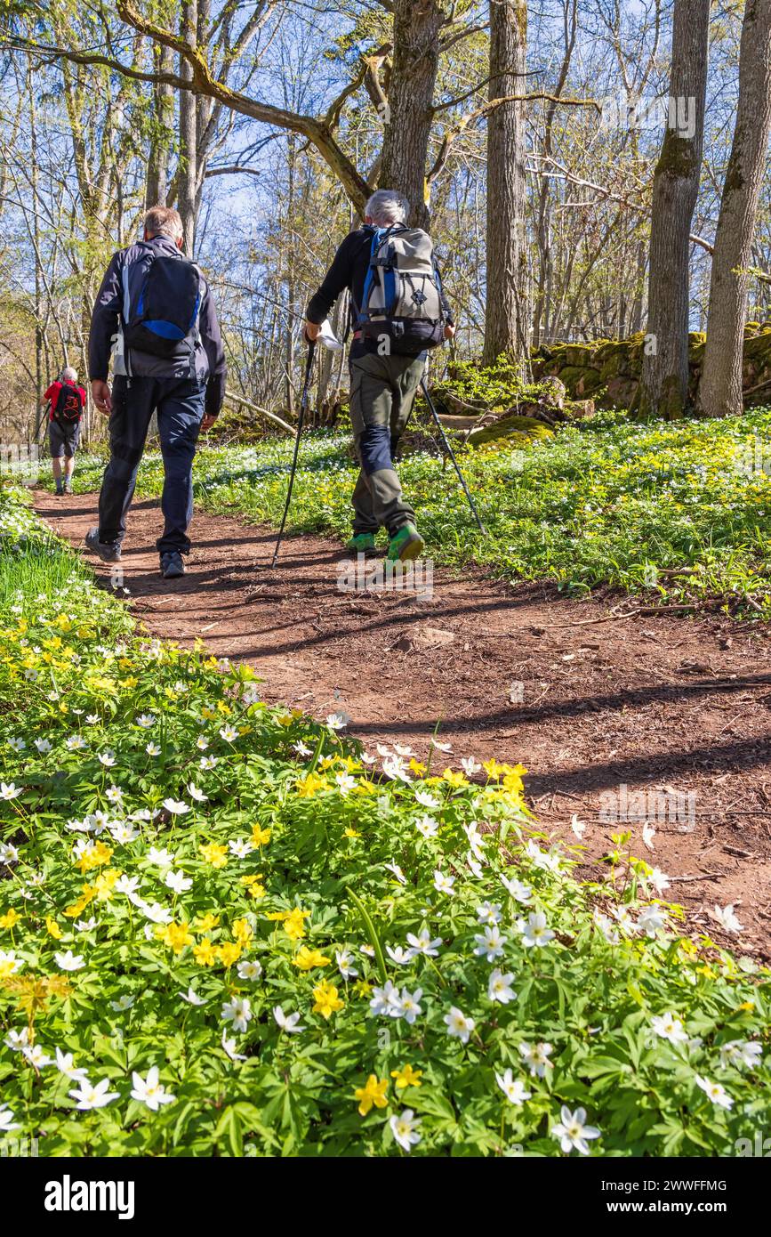 Men hiking on a woodland trail in a budding forest with flowering wood anemone (Anemone nemorosa) and yellow wood anemone (Anemone ranunculoides) at Stock Photo