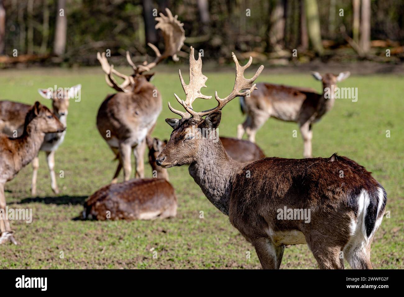 tiere füttern in der nähe