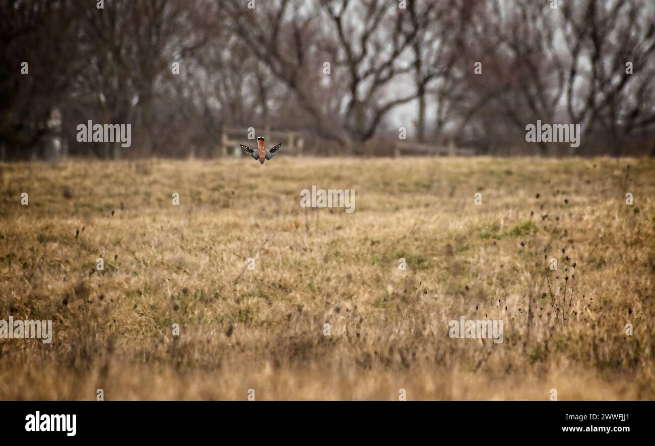 UNITED STATES - March 19, 2024: American kestrel :: Accipiter nisus hunts over an open field for rodents and bugs. Here he is seen preforming a stoop Stock Photo