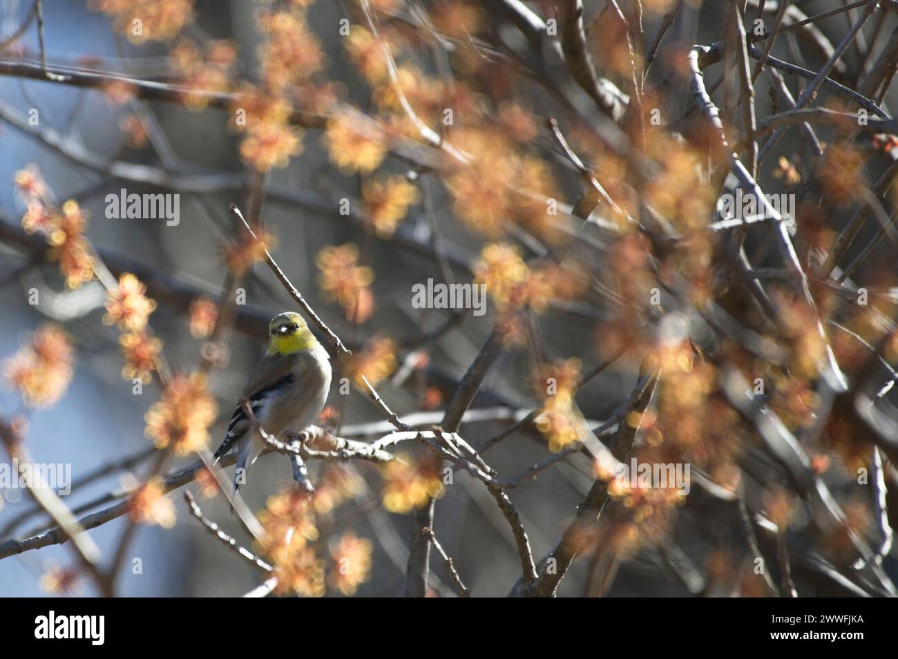 American Goldfinch :: Carduelis tristis Stock Photo
