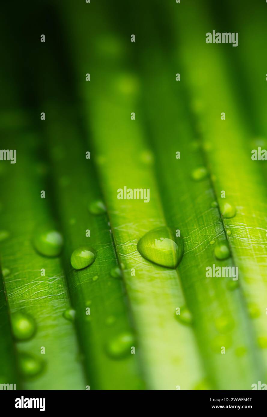 Raindrops on a green palm leaf close-up. Nature background Stock Photo