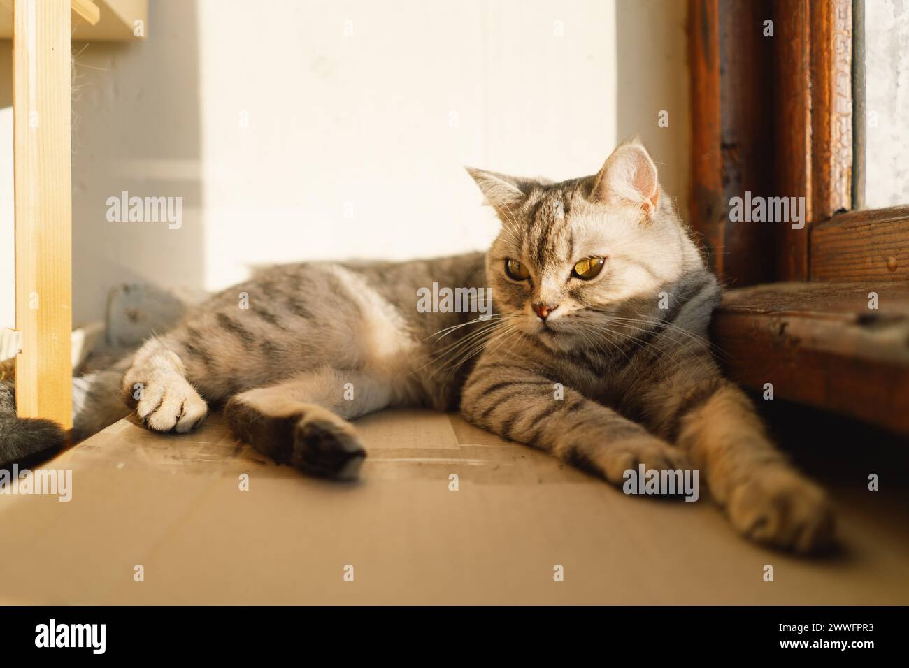 Portrait of a beautiful cat. Cute Cat Portrait. Happy Pet. Gray Scottish Straight cat sleeping.Home scene Stock Photo