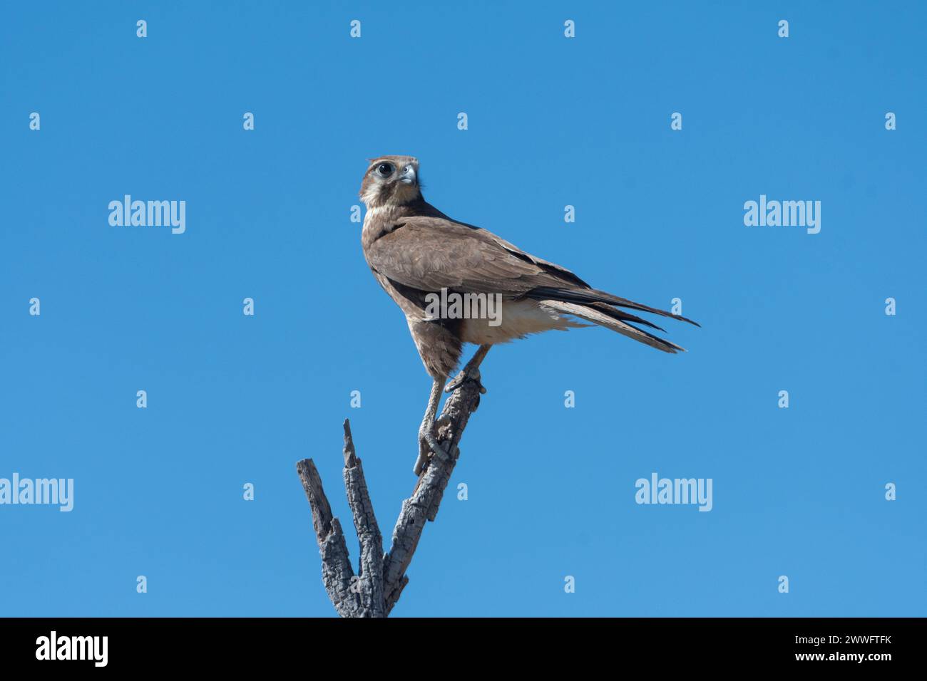 A Brown Falcon (Falco berigora) perched on top of a dead tree, Western Australia, Australia Stock Photo