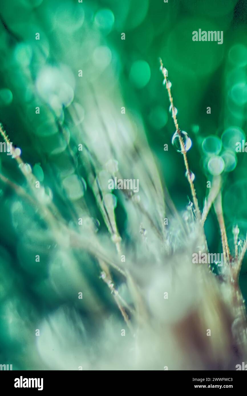 Abstract green background with bokeh defocused lights and shadow ...
